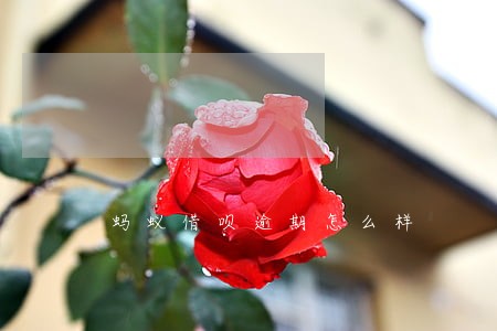 蚂蚁借呗逾期怎么样 蚂蚁借呗逾期怎么样