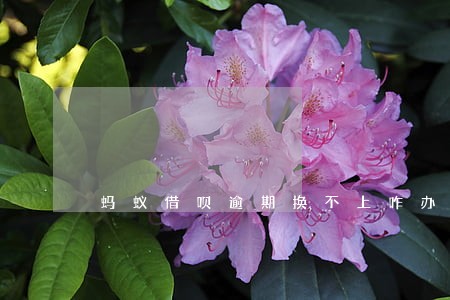 蚂蚁借呗逾期换不上咋办 蚂蚁借呗逾期换不上咋办