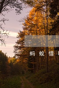 蚂蚁借呗逾期收到多元调解短信 蚂蚁借呗逾期收到多元调解短信
