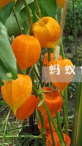 蚂蚁借呗逾期有宽限吗 蚂蚁借呗逾期有宽限吗