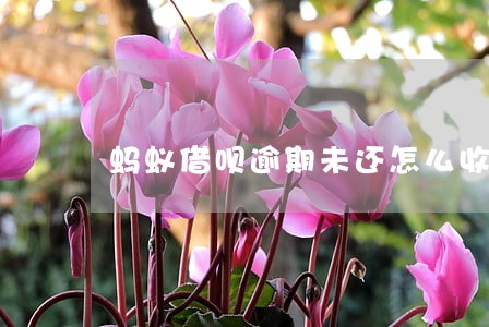 蚂蚁借呗逾期未还怎么收费 蚂蚁借呗逾期未还怎么收费