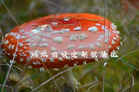 蚂蚁借呗逾期被骚扰 蚂蚁借呗逾期被骚扰