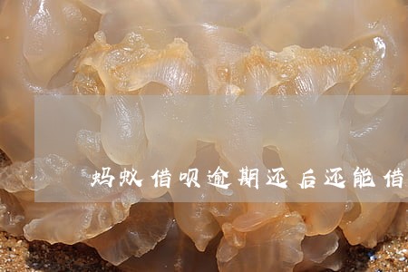 蚂蚁借呗逾期还后还能借么