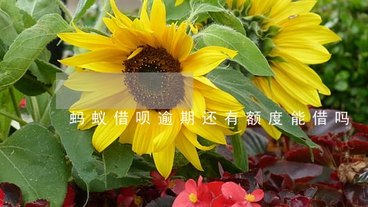 蚂蚁借呗逾期还有额度能借吗 蚂蚁借呗逾期还有额度能借吗