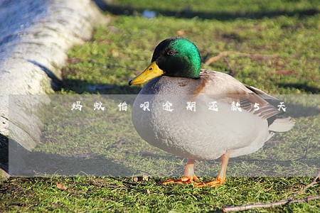 蚂蚁借呗逾期还款5天 蚂蚁借呗逾期还款5天