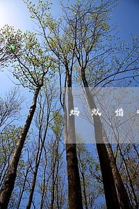 蚂蚁借呗逾期还款后会怎么样 蚂蚁借呗逾期还款后会怎么样