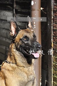 蚂蚁借呗逾期还款后打电话 蚂蚁借呗逾期还款后打电话