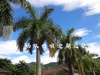 蚂蚁借呗逾期还款吗 蚂蚁借呗逾期还款吗