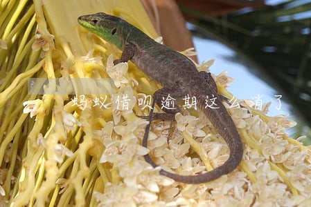 蚂蚁借呗逾期这么消了