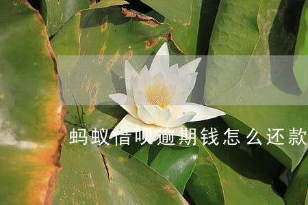 蚂蚁借呗逾期钱怎么还款吗 蚂蚁借呗逾期钱怎么还款吗