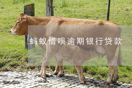 蚂蚁借呗逾期银行贷款 蚂蚁借呗逾期银行贷款