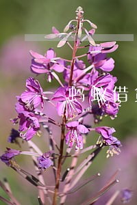 蚂蚁借贷逾期花呗 蚂蚁借贷逾期花呗