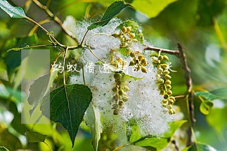 蚂蚁借逾期60天 蚂蚁借逾期60天