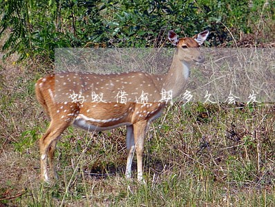 蚂蚁借逾期多久会发 蚂蚁借逾期多久会发