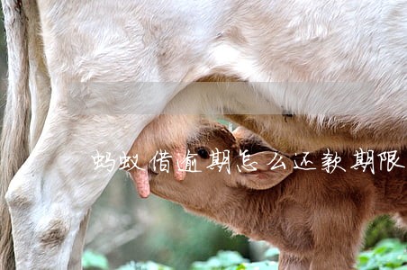 蚂蚁借逾期怎么还款期限 蚂蚁借逾期怎么还款期限