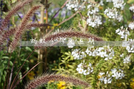 蚂蚁分修复逾期