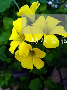 蚂蚁合花逾期 蚂蚁合花逾期