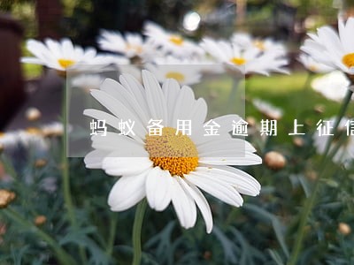 蚂蚁备用金逾期上征信吗 蚂蚁备用金逾期上征信吗