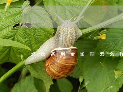 蚂蚁备用金逾期怎么样