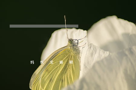 蚂蚁宝逾期 蚂蚁宝逾期