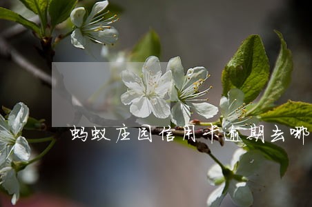 蚂蚁庄园信用卡逾期去哪里咨询 蚂蚁庄园信用卡逾期去哪里咨询