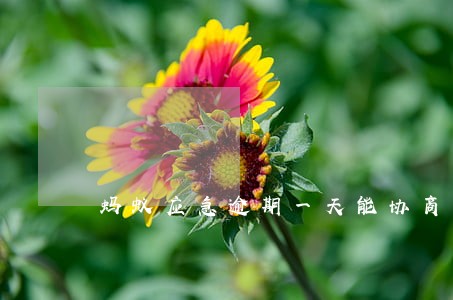 蚂蚁应急逾期一天能协商吗 蚂蚁应急逾期一天能协商吗