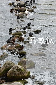 蚂蚁微贷逾期一万要多少利息 蚂蚁微贷逾期一万要多少利息