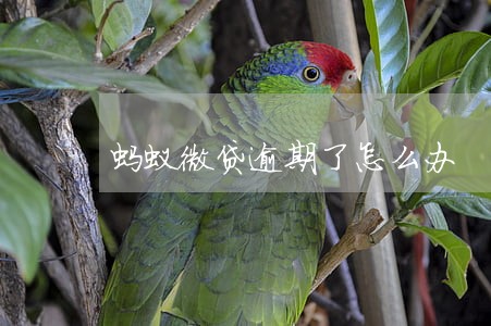 蚂蚁微贷逾期了怎么办 蚂蚁微贷逾期了怎么办