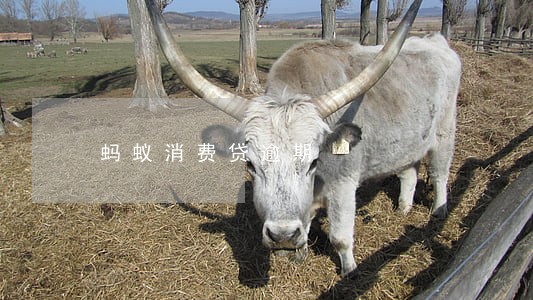 蚂蚁消费贷逾期 蚂蚁消费贷逾期