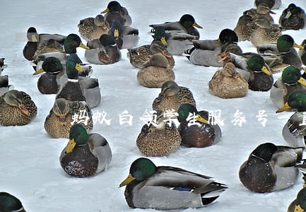 蚂蚁白领学生服务号一直逾期