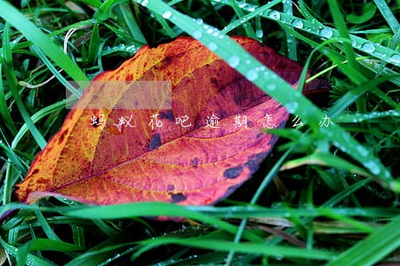 蚂蚁花吧逾期怎么办 蚂蚁花吧逾期怎么办