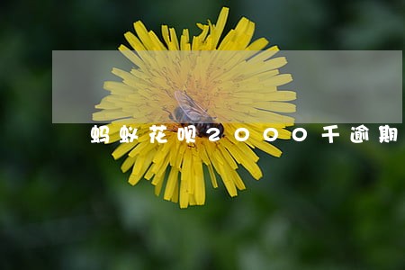 蚂蚁花呗2000千逾期6个月 蚂蚁花呗2000千逾期6个月