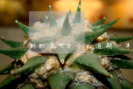 蚂蚁花呗800逾期一年