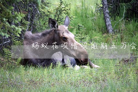 蚂蚁花呗借呗逾期五万会不会坐牢 蚂蚁花呗借呗逾期五万会不会坐牢