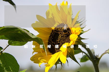 蚂蚁花呗借呗逾期会扣 蚂蚁花呗借呗逾期会扣