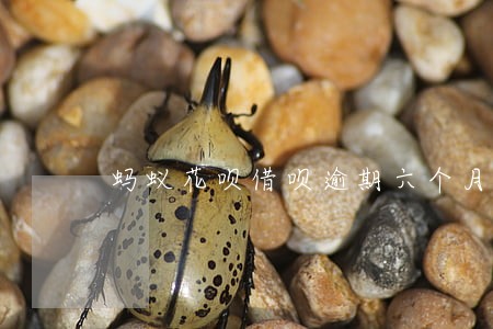 蚂蚁花呗借呗逾期六个月 蚂蚁花呗借呗逾期六个月