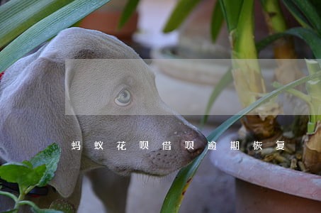 蚂蚁花呗借呗逾期恢复 蚂蚁花呗借呗逾期恢复
