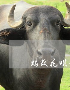 蚂蚁花呗借呗逾期还款后果 蚂蚁花呗借呗逾期还款后果