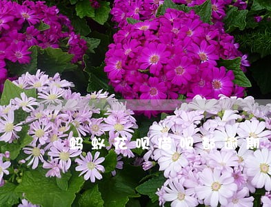 蚂蚁花呗借呗都逾期