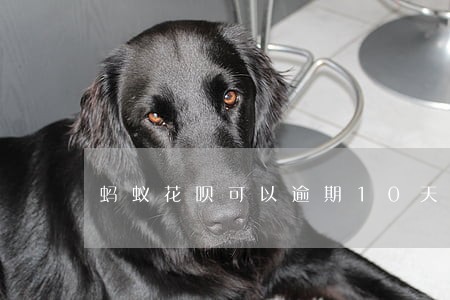 蚂蚁花呗可以逾期10天 蚂蚁花呗可以逾期10天