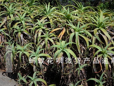蚂蚁花呗微贷产品逾期是什么 蚂蚁花呗微贷产品逾期是什么