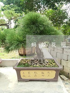 蚂蚁花呗微贷逾期记录 蚂蚁花呗微贷逾期记录