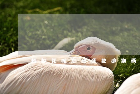 蚂蚁花呗忘记还款逾期两天