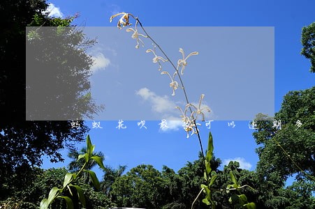 蚂蚁花呗最长可以逾期多长时间 蚂蚁花呗最长可以逾期多长时间