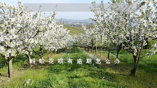 蚂蚁花呗有逾期怎么办 蚂蚁花呗有逾期怎么办