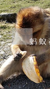蚂蚁花呗网商贷逾期了怎么办 蚂蚁花呗网商贷逾期了怎么办