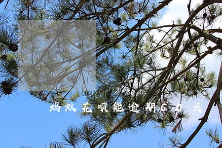 蚂蚁花呗能逾期60天