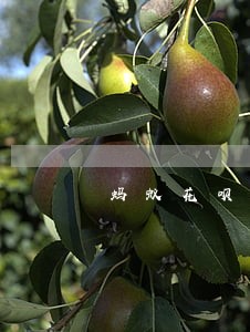 蚂蚁花呗还款不逾期有利息吗