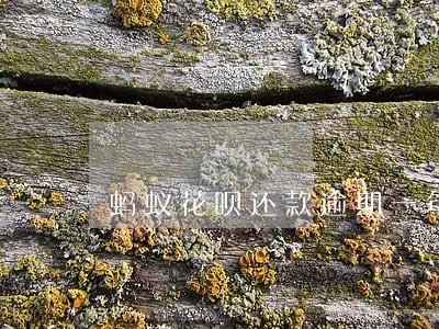 蚂蚁花呗还款逾期一年 蚂蚁花呗还款逾期一年
