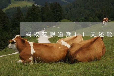 蚂蚁花呗逾期11天还能用吗 蚂蚁花呗逾期11天还能用吗